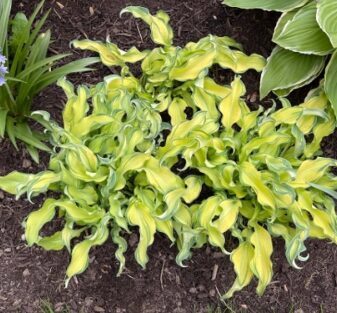Hosta 'Ripple Effect'